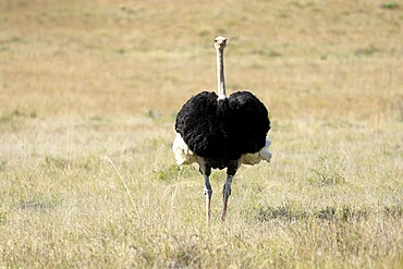 South African ostrich (Struthio camelus australis), adult, male, foraging, Mountain Zebra National Park, Eastern Cape, South Africa
