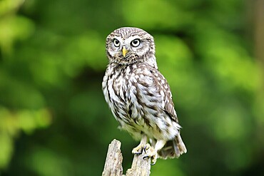 Pygmy Owl (Glaucidium passerinum), adult, in spring, perch, vigilant, Šumava, Czech Republic