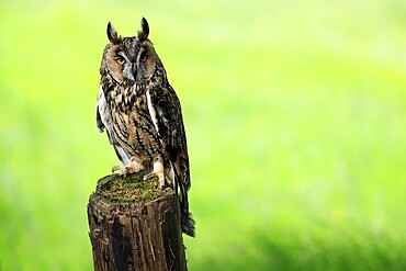 Long-eared owl (Asio otus), adult, perch, in spring, vigilant, Šumava, Czech Republic
