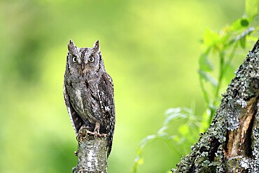 Scops owl (Otus scops), adult, perch, in spring, vigilant, Šumava, Czech Republic