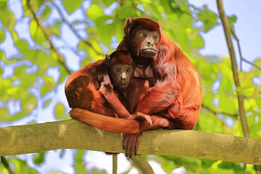 Venezuelan red howler (Alouatta seniculus), adult, female, juvenile, on tree, alert, South America