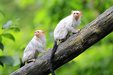 Silver marmoset (Mico argentatus, Syn.: Callithrix argentata), silver marmoset, adult, pair, on tree trunk, alert, South America