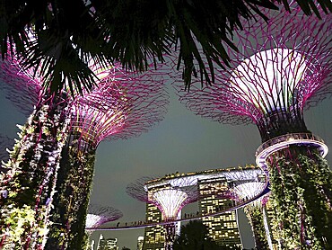 Illuminated supertrees at night with futuristic atmosphere and surrounding urban nature, singapore, aisia