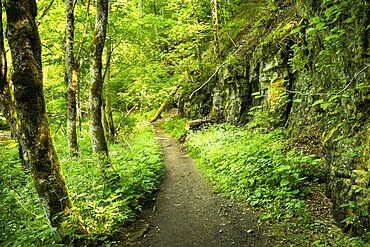 Hiking trail in the forest. Wutach Gorge, Upper Black Forest, Baden-Württemberg, Germany