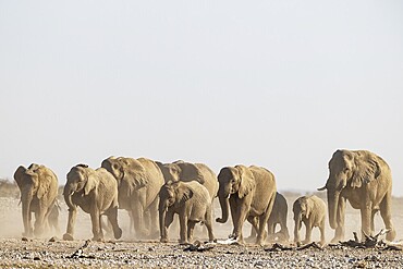 African Elephant (Loxodonta africana). Breeding herd rushing towards a waterhole. Etosha National Park, Namibia