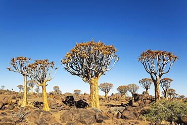 Quiver Tree (Aloidendron dichotomum). Quiver tree forest, Keetmanshoop, Southern Namibia