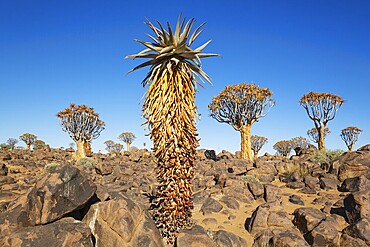 Aloe littoralis and Quiver Trees (Aloidendron dichotomum). Quiver tree forest, Keetmanshoop, Southern Namibia