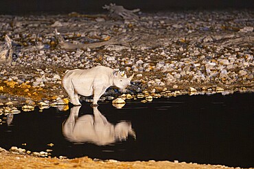 Black Rhinoceros (Diceros bicornis). Also called Hook-lipped Rhinoceros. At night at the floodlit waterhole of the Okaukuejo Camp. Etosha National Park, Namibia