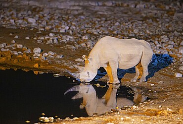 Black Rhinoceros (Diceros bicornis). Also called Hook-lipped Rhinoceros. At night at the floodlit waterhole of the Okaukuejo Camp. Etosha National Park, Namibia
