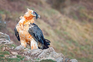 Bearded vulture (Gypaetus barbatus), also known as lammergeier or bone crusher, foraging, colourful adult bird, largest bird of prey in Europe, Catalan Alps, Spain