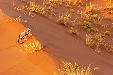 Gemsbok (Oryx gazella). Roaming the dunes of the Namib Desert. Aerial view from a helicopter. Namib-Naukluft Park, Namibia