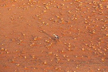 Gemsbok (Oryx gazella). At a sandy plain in the Namib Desert. Aerial view from a helicopter. Namib-Naukluft Park, Namibia