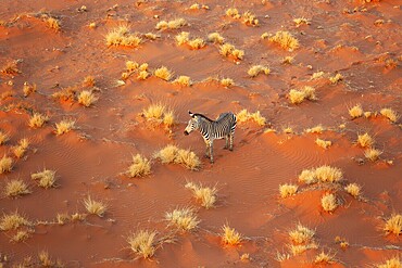 Hartmann's Mountain Zebra (Equus zebra hartmannae). At a sandy plain in the Namib Desert. Aerial view from a helicopter. Namib-Naukluft Park, Namibia