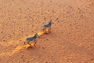 Hartmann's Mountain Zebra (Equus zebra hartmannae). At a sandy plain in the Namib Desert. Aerial view from a helicopter. Namib-Naukluft Park, Namibia
