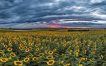 Sunflowers defy storm and thunderclouds. Preungesheim, Frankfurt am Main, Hesse, Germany