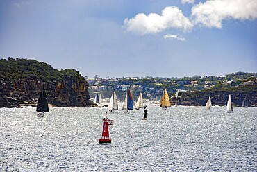 Sailboats gliding through the waters near cliffs in Sydney
