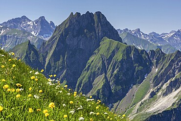 Mountain panorama with various mountain flowers from the Laufbacher-Eckweg into the rear Oytal with Käseralpe and to Höfats, 2259m, Allgäu Alps, Allgäu, Bavaria, Germany