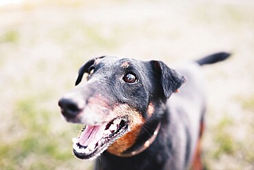 Close-up of an excited Doberman on grassy field with open mouth