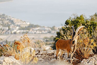 A mountain goat stands on rocky terrain with a backdrop of distant town and sea under the soft light