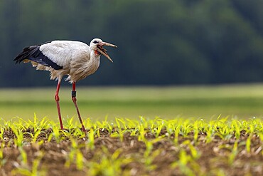 White stork (Ciconia ciconia), eating earthworm, farmland, Göggingen, Sigmaringen district, Baden-Württemberg, Germany