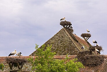 White stork (Ciconia ciconia), many stork nests on the roof of a house, birds, Affenberg Salem, Linzgau, Baden-Württemberg, Germany