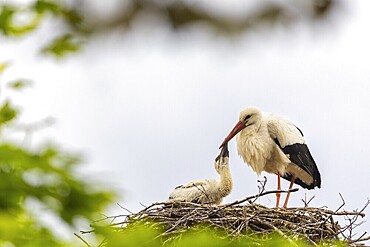 White stork (Ciconia ciconia) in the eyrie, young bird begging for food, birds, Affenberg Salem, Linzgau, Baden-Württemberg, Germany