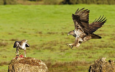 Bonelli's eagle (Aquila fasciata), pair, fighting for food, Andalusia Spain