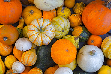 Assorted autumn vegetables, squashes and pumpkins, Derbyshire, England, United Kingdom, Europe