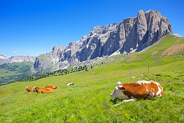Cattle, Sella Pass, Trento and Bolzano Provinces, Italian Dolomites, Italy, Europe
