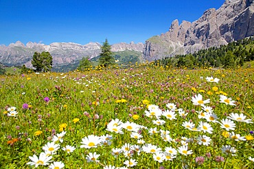 Daisies, Sella Pass, Trento and Bolzano Provinces, Italian Dolomites, Italy, Europe