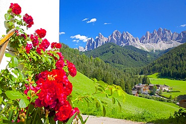 Roses on chalet wall, Val di Funes, Bolzano Province, Trentino-Alto Adige/South Tyrol, Italian Dolomites, Italy, Europe