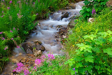 Stream, Vigo di Fassa, Fassa Valley, Trento Province, Trentino-Alto Adige/South Tyrol, Italian Dolomites, Italy, Europe