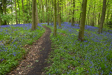 Bluebells in ancient woodland of Gillfield Wood, Totley, Sheffield, South Yorkshire, England, United Kingdom, Europe