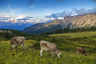 View of landscape and cattle from Marmolada Pass at sunset, South Tyrol, Italian Dolomites, Italy, Europe