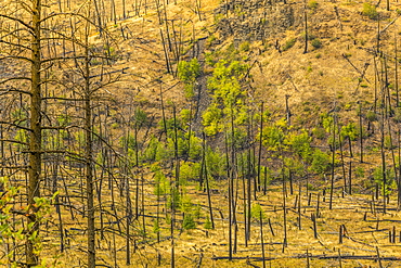 View of barren land following recent fire near Kamloops, British Columbia, Canada, North America