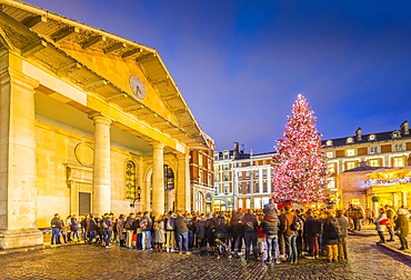 View of Christmas Tree and St. Paul's Church in Covent Garden at dusk, London, England, United Kingdom, Europe