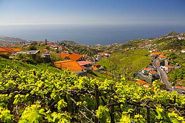 View of vineyard, countryside and Atlantic Ocean near Cabo Girao, Camara de Lobos, Madeira, Portugal, Atlantic, Europe