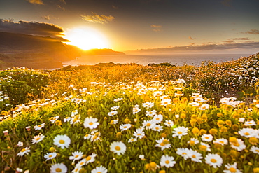 Rocky coast at the Ponta da Sao Lourenco and spring flowers at sunset, Eastern tip of the island, Madeira, Portugal, Atlantic, Europe