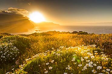 Rocky coast at the Ponta da Sao Lourenco and spring flowers at sunset, Eastern tip of the island, Madeira, Portugal, Atlantic, Europe