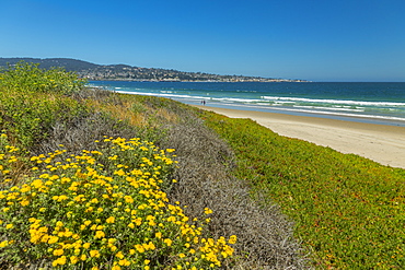 Beach and flora, Monterey Bay, Peninsula, Monterey, Pacific Ocean, California, United States of America, North America