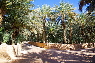 Oasis, Al Ain, Abu Dhabi, United Arab Emirates, Middle East