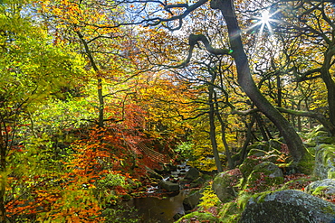 Trees over Burbage Brook during autumn in Peak District National Park, England, Europe