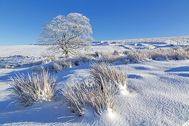 Panoramic view of frozen tree in snow covered landscape near Buxton, High Peak, Derbyshire, England, United Kingdom, Europe