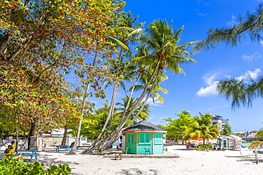 View of palm tree fringed Worthing Beach, Barbados, West Indies, Caribbean, Central America