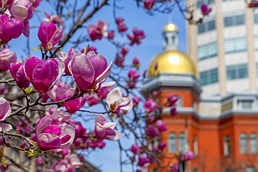 View of magnolia blossom and gold domed building on John Marshall Park, Pennsylvania Avenue, Washington D.C., United States of America, North America