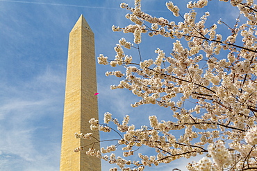 View of Washington Monument and spring blossom, Washington D.C., United States of America, North America