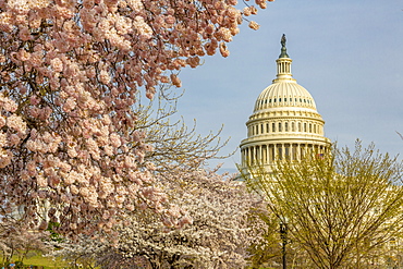 View of the Capitol Building and spring blossom, Washington D.C., United States of America, North America