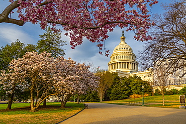 View of the Capitol Building and spring blossom, Washington D.C., United States of America, North America