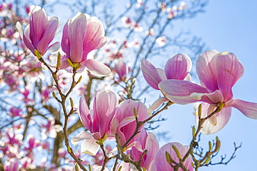 Close up of magnolias, Washington D.C., United States of America, North America