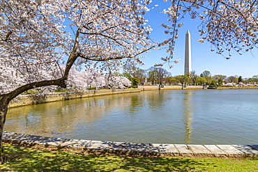 View of the Washington Monument, Tidal Basin and cherry blossom trees in spring, Washington D.C., United States of America, North America